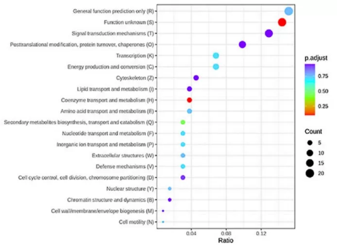 KOG enrichment analysis of ICP differentially expressed proteins showing functional categories and statistical significance